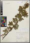 Foto von Salix appendiculata Vill. x Salix caprea L.